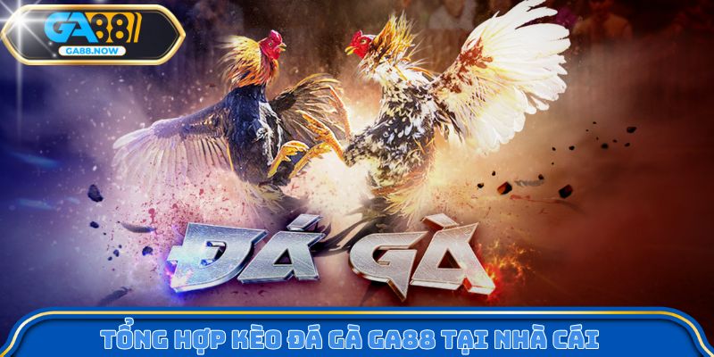 Tổng hợp kèo đá gà GA88 tại nhà cái